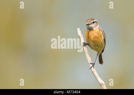 Portrait de Stonechat femelle Saxicola rubicola, Saxicola torquata stonechat européenne ou Banque D'Images