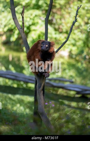 Rouge Madagascar lémurien, le Varecia rubra la gélinotte, le Tree Top Banque D'Images