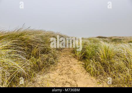 Paysage de dunes dans l'hiver à côte néerlandaise à IJmuiden avec végétation de graminées, l'ammophile dans couleurs d'automne sur un fond avec un épais brouillard Banque D'Images