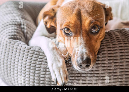 Chien de terrier mixte portant sur son lit Banque D'Images