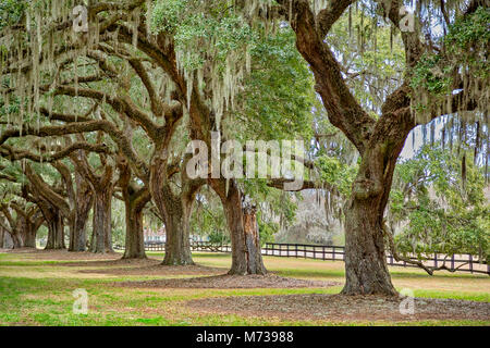 Chênes à Boone Hall Plantation, Charleston, Caroline du Sud Banque D'Images