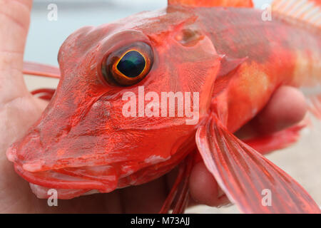 Le grondin rouge-Chelidonichthys cuculus-pris à partir de la plage de Chesil Dorset UK. Il manque la turquoise/bleu pectorales du grondin. Banque D'Images