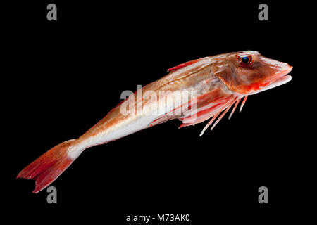 Un grondin-Chelidonichthys lucerna- pris à partir de la plage de Chesil dans Dorset UK. Grondin rouge peuvent être identifiés par leurs nageoires pectorales bleu/turquoise lorsque Banque D'Images