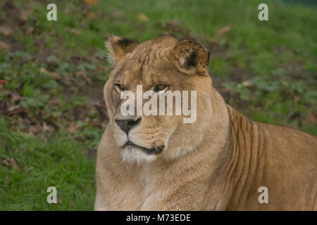 Close-up photo portrait d'une belle lionne barbarie Banque D'Images