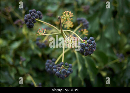 Hedera helix fruits Banque D'Images