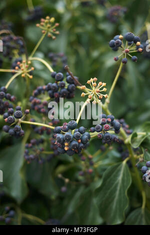 Hedera helix fruits Banque D'Images