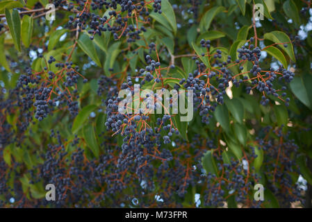 Ligustrum lucidum berries Banque D'Images