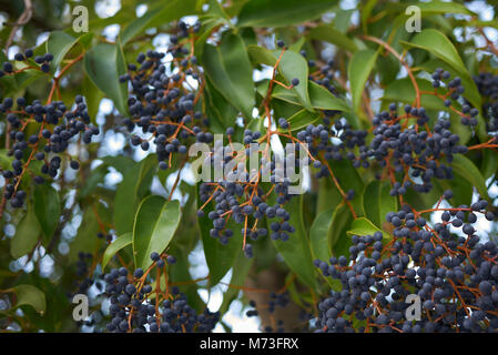 Ligustrum lucidum berries Banque D'Images