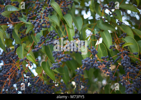 Ligustrum lucidum berries Banque D'Images