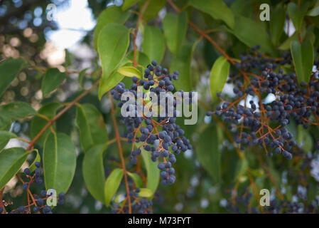 Ligustrum lucidum berries Banque D'Images