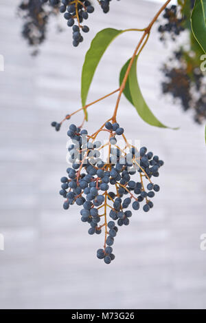 Ligustrum lucidum berries Banque D'Images