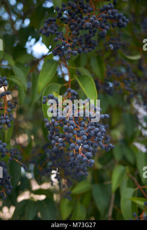 Ligustrum lucidum berries Banque D'Images