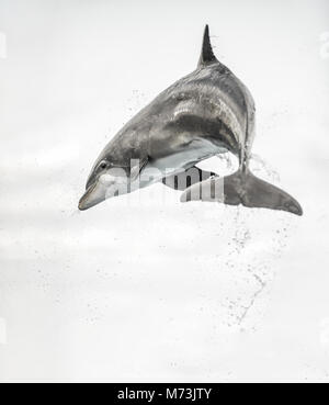 Dolphin Jupping Haut de profiter de l'eau, sur fond blanc Banque D'Images