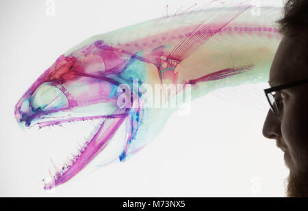 07 mars 2018, l'Allemagne, Stralsund : Photo d'un poisson, éclairé avec stomias technology, à exposition spéciale 'Insightfish» au Musée Maritime, qui sera ouverte le 8 mars 2018. Les muscles, la peau et les organes sont tous rendus transparents par le illumating la technologie. Cartialge devient bleue et les os restent une couleur rouge. Photo : Stefan Sauer/dpa Banque D'Images