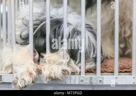 Birmingham, UK. Mar 8, 2018. Le premier jour de Crufts, la plus grande et la plus célèbre dog show dans le monde, un chien prend en attente pan pour l'événement d'avoir lieu, à NEC, Birmingham. Crédit : Peter Lopeman/Alamy Live News Banque D'Images