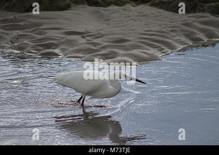 Le Warren, Clonakilty, Cork, Irlande. 8 mars, 2018. Une Aigrette garzette (Egretta garzetta) profitant du soleil matinal, la pêche dans les eaux peu profondes de la Garenne, à Rosscarbery. Credit : aphperspective/ Alamy Live News Banque D'Images