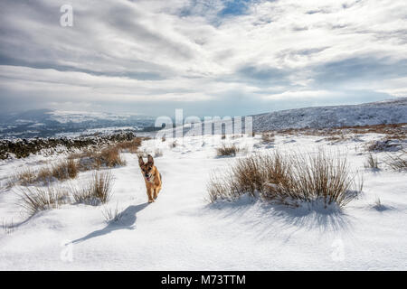 Météo France : Ilkley Moor, West Yorkshire, Royaume-Uni. 8 mars 2018. Chien heureux bénéficiant d'exécution à travers la neige fraîche ce matin, après des chutes de neige. Rebecca Cole/Alamy Live News Banque D'Images