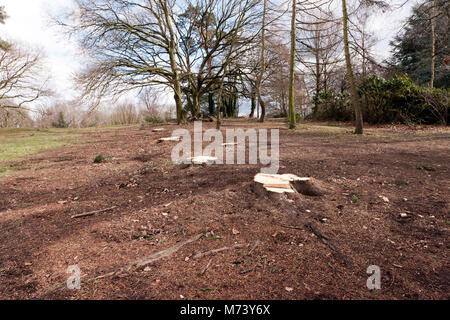 Tout un peuplement d'arbres matures ont été supprimés de Beckenham Place Park, laissant une grande superficie qui est déficient de la couverture végétale pour les oiseaux et la faune. Banque D'Images