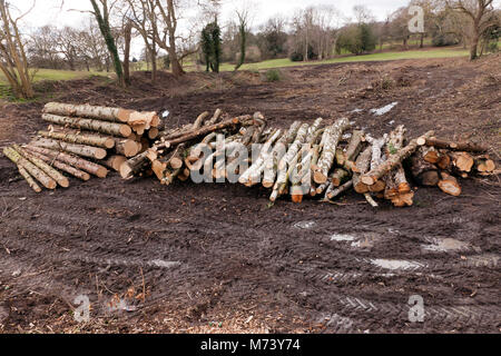 Des centaines d'arbres à maturité sont supprimés de Beckenham Place Parc, les actions du Conseil ont provoqué la colère des usagers du parc. Banque D'Images