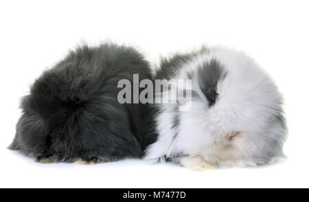 Lop-eared rabbits in front of white background Banque D'Images