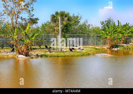 Gator farm situé juste à l'extérieur Ville Everglades en Floride USA Banque D'Images