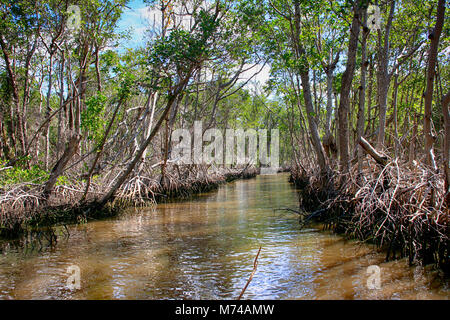 Mangroves autour de Everglades City dans le sud de la Floride, USA Banque D'Images