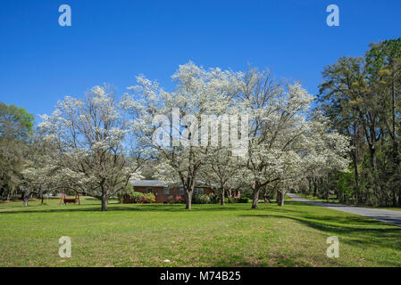 Le cornouiller en fleurs arbres dans la petite ville de North Florida Fort Blanc. Banque D'Images