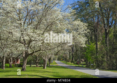 Le cornouiller en fleurs arbres dans la petite ville de North Florida Fort Blanc. Banque D'Images