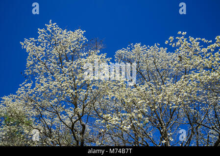 Le cornouiller en fleurs arbres dans la petite ville de North Florida Fort Blanc. Banque D'Images