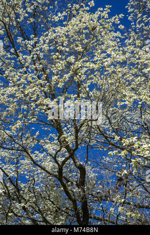 Le cornouiller en fleurs arbres dans la petite ville de North Florida Fort Blanc. Banque D'Images