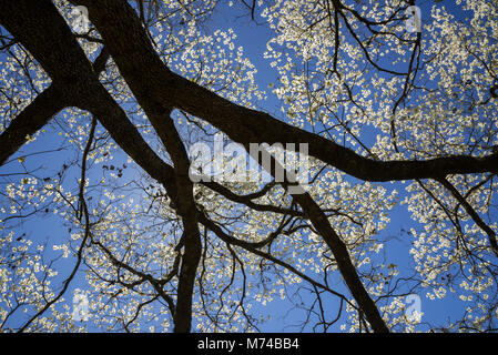 Le cornouiller en fleurs arbres dans la petite ville de North Florida Fort Blanc. Banque D'Images