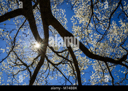 Le cornouiller en fleurs arbres dans la petite ville de North Florida Fort Blanc. Banque D'Images