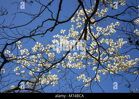 Le cornouiller en fleurs arbres dans la petite ville de North Florida Fort Blanc. Banque D'Images