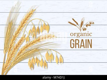 Blé, orge, avoine et seigle. Quatre céréales épillets à oreilles, texte de la Gerbe Agitée et aliments de qualité supérieure, produit naturel. Illustration de Vecteur