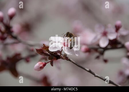 La pollinisation des abeilles sur une belle fleur de Prunus cerasifera pissardii Banque D'Images