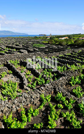 Vignobles à l'intérieur des parois de lave à Criação Velha. Site du patrimoine mondial de l'UNESCO. Pico, Açores, Portugal Banque D'Images