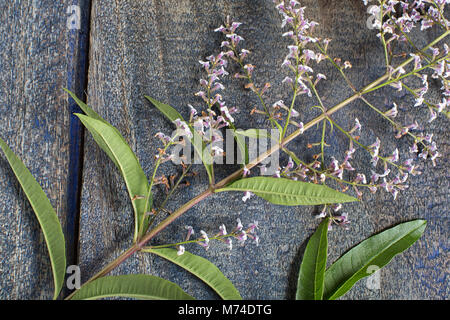 Verveine feuille d'Amérique du Sud et fleurs de Bush Banque D'Images