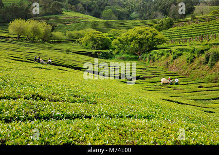 Cueillette des travailleurs les feuilles de thé à Gorreana de plantations de thé. São Miguel, Açores, Portugal Banque D'Images