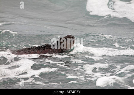 Cet iguane marin, Amblyrhynchus cristatus, combat le surf pour revenir de la plage où il sera lui-même sous le chaud soleil équatorial, Santa Cruz Banque D'Images