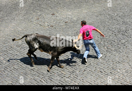 Corrida (tourada à corda) à Angra do Heroísmo. Terceira, Açores, Portugal Banque D'Images