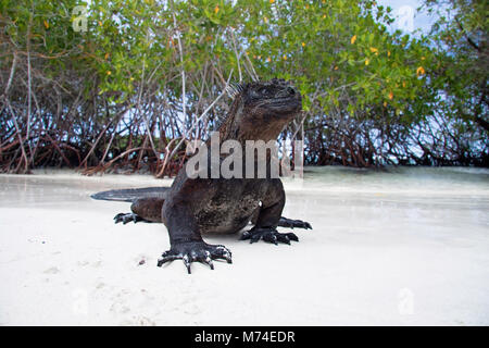 Cet iguane marin, Amblyrhynchus cristatus, a été photographié peu après l'imerging au travers des mangroves de l'océan après une matinée d'alimentation u Banque D'Images