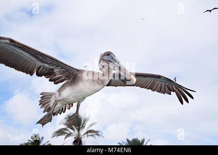 Pélican brun Pelecanus occidentalis,, en vol au dessus de l'île de Santa Cruz, archipel des Galapagos (Équateur). Banque D'Images