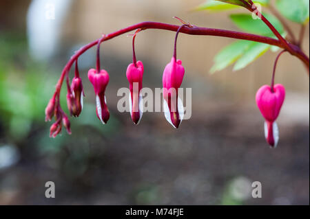 Purge-coeur, Lamprocapnos spectabilis, fleurs Banque D'Images