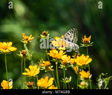 Papillon Parnassius clodius dans un jardin de fleurs dans les montagnes de l'Oregon Cascaade Banque D'Images