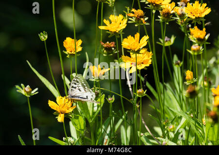 Papillon Parnassius clodius dans un jardin de fleurs dans les montagnes de l'Oregon Cascaade Banque D'Images