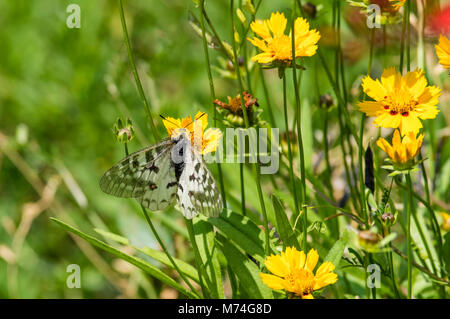 Papillon Parnassius clodius dans un jardin de fleurs dans les montagnes de l'Oregon Cascaade Banque D'Images