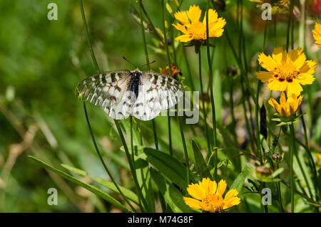 Papillon Parnassius clodius dans un jardin de fleurs dans les montagnes de l'Oregon Cascaade Banque D'Images