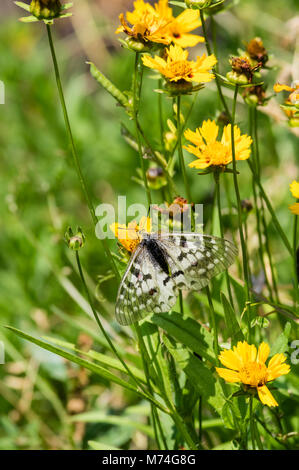 Papillon Parnassius clodius dans un jardin de fleurs dans les montagnes de l'Oregon Cascaade Banque D'Images