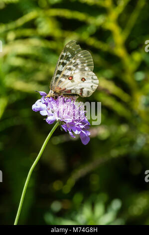 Papillon Parnassius clodius dans un jardin de fleurs dans les montagnes de l'Oregon Cascaade Banque D'Images