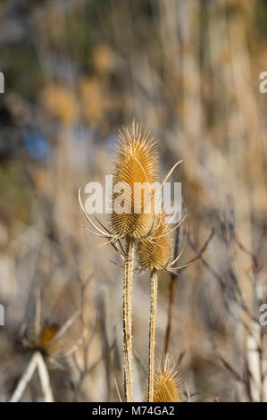 Dipsacus fullonum cardère ou a des épines autour de la gousse. Banque D'Images